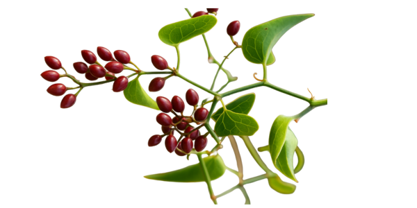 Smilax officinalis